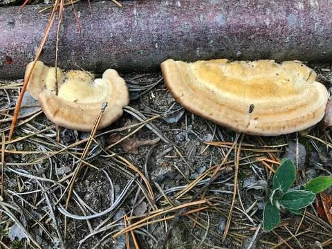 Mushrooms on the trunk of a tree. Stock Photos