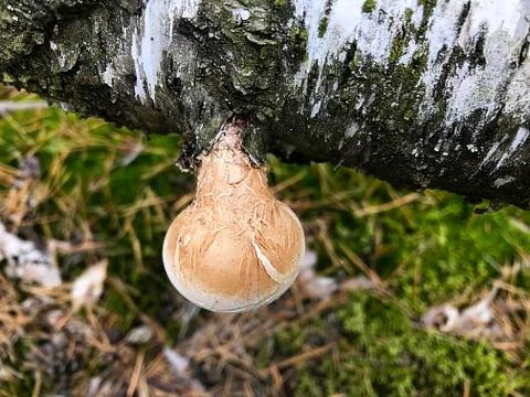 Mushrooms on the trunk of a tree. Stock Photos