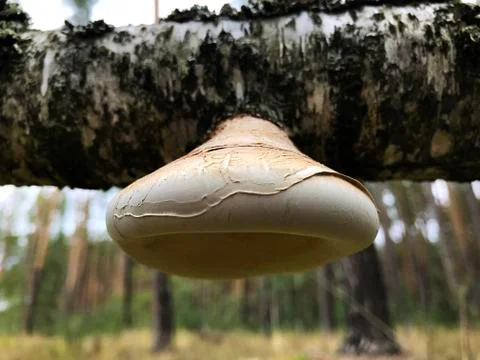 Mushrooms on the trunk of a tree. Stock Photos