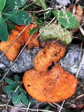 Mushrooms on the trunk of a tree. Stock Photos