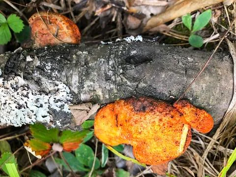 Mushrooms on the trunk of a tree. Foto stock
