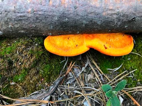Mushrooms on the trunk of a tree. Stock Photos