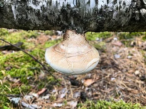 Mushrooms on the trunk of a tree. Stock Photos