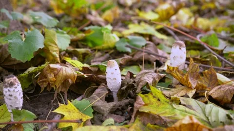 Mushrooms under fallen leaves. Coprinus comatus, shaggy ink cap Stock Footage 272450935