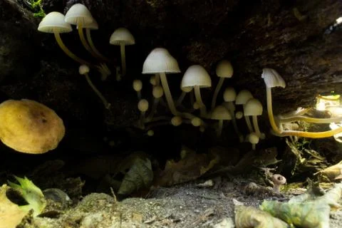 Mushrooms under the fallen tree Stock Photos