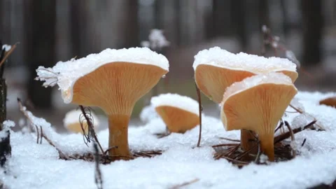 Mushrooms under the snow Stock-Footage 144300775