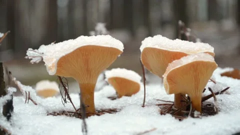 Mushrooms under the snow Video stock 144300786