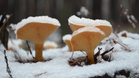 Mushrooms under the snow Stock-Footage 144302450