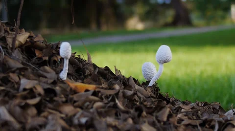 Mushrooms under tree Stock Footage 31848573