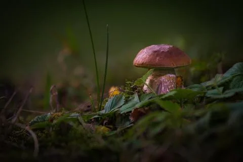 Mushrooms under a tree Stock Photos