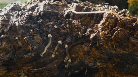 Mushrooms under wood tronk Stock Footage