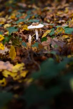 Mushrooms in the undergrowth Stock Photos
