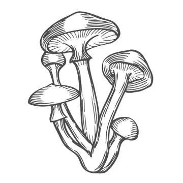 Mushrooms vector illustration Stock Illustration