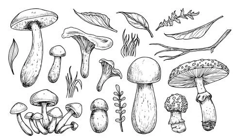 Mushrooms vector set. Hand drawn vector illustration of fungus in black and Stock Illustration