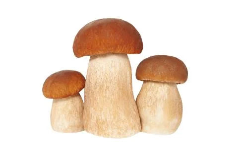 Mushrooms on white Stock Photos