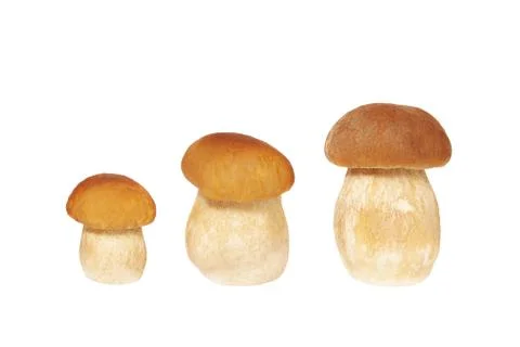 Mushrooms on white Stock Photos
