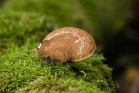 Mushrooms in the wild attatched to a tree Stock Photos