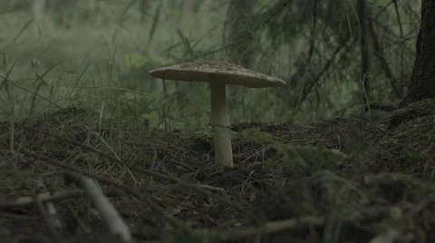 Mushrooms in wild forest, close up Stock Footage 50542756