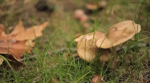 Mushrooms in wild forest Stockbeeldmateriaal 8848148