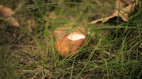 Mushrooms in wild forest Video stock 8848217