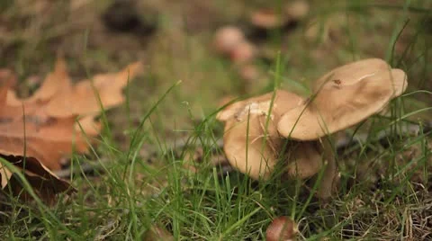 Mushrooms in wild forest Vídeo Stock 8848240
