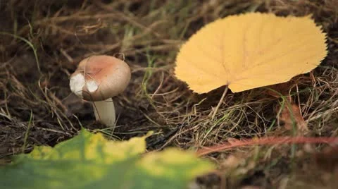 Mushrooms in wild forest Stock Footage 8848267