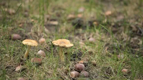Mushrooms in wild forest Stockbeeldmateriaal 8848276