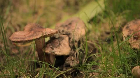 Mushrooms in wild forest Stockbeeldmateriaal 8848311
