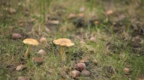 Mushrooms in wild forest Vídeo Stock 8848415