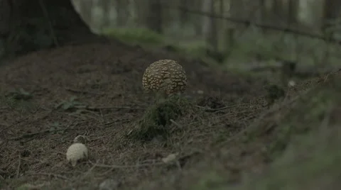 Mushrooms in wild forest Stock Footage 50542852