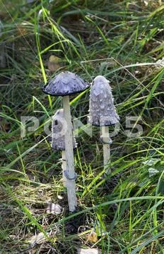 Mushrooms in the wood Stock Photos