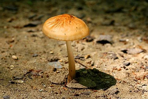Mushrooms1 Stock Photos