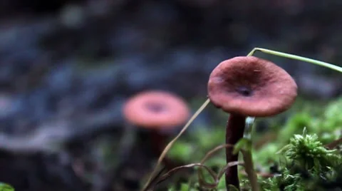 Mushrooms2 Video stock 8630085
