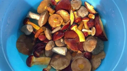Mushrooms2 스톡 동영상 205170197