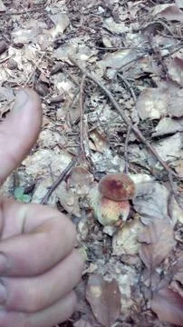 Mushrooms2 Stock Photos