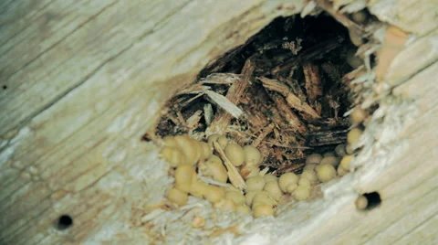 Mushrooms,fungi,growing inside of tree hole Stock Footage 54505119