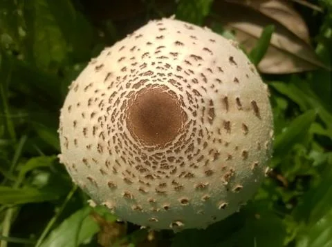 Mushroom(top) Stock Photos