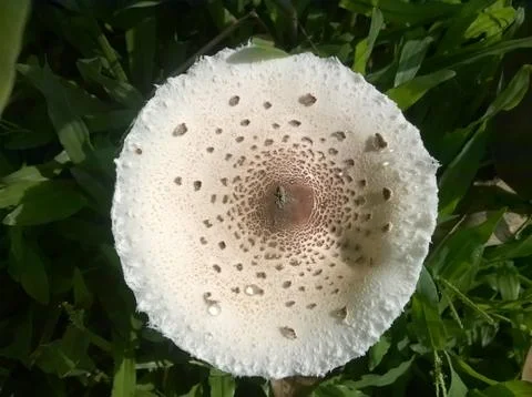 Mushroom(top) Stock Photos