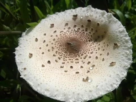 Mushroom(top) Stock Photos