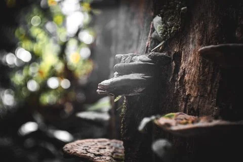 Mushroon growing on a tree trunk on a tree in the dark,  nature and environ.. Stock Photos