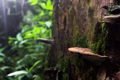 Mushroon growing on a tree trunk on a tree in the dark,  nature and environ.. Stock Photos