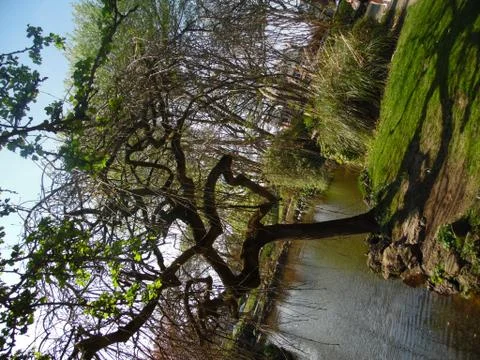 The Music Tree 스톡 사진