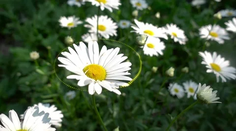Music visualization on chamomile. Sound of nature. Stock Footage 66424258