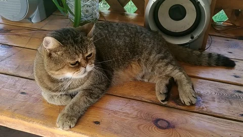 Musical Cat Stock Footage 129377421