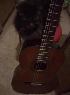 Musical Cat Stockfoto's
