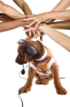 Musical  dog Foto stock