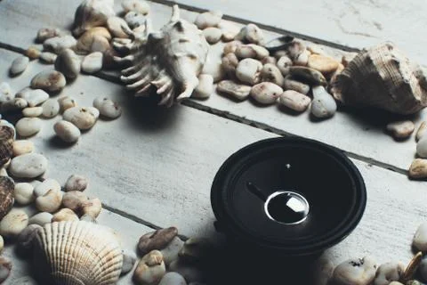 Musical dynamics and shells Stock Photos