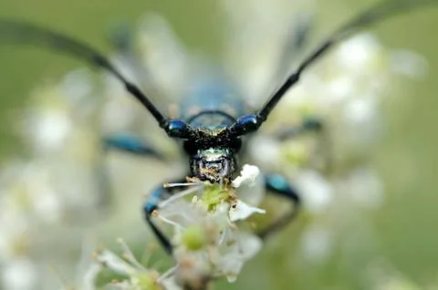 Musk beetle Stock-Fotos