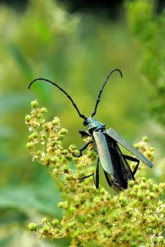 Musk beetle Stock Photos