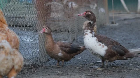 Musk duck Stock Footage 131209295